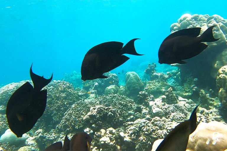 Wonderful Surin Islands Snorkeling days trip